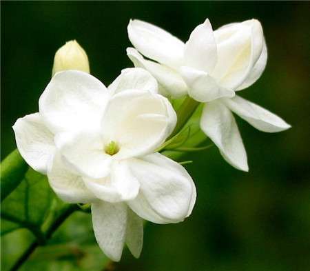 6.茉莉花 6.茉莉花