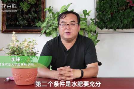 五彩络石 五彩络石