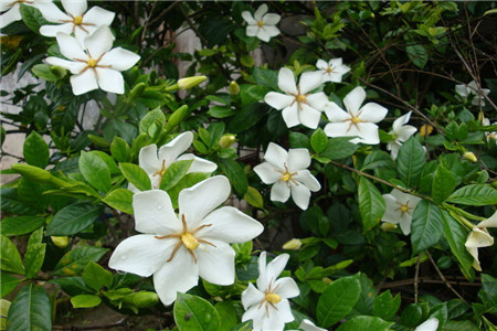 栀子花 栀子花