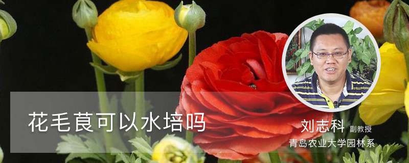 花毛茛可以水培吗 花毛茛可以水培吗