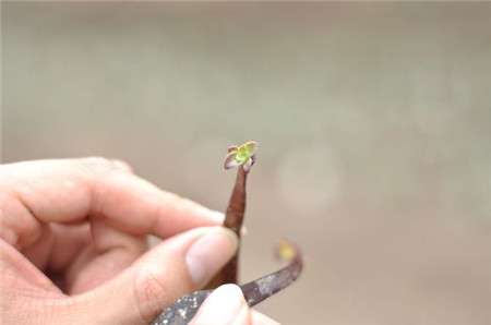 黑法师生小芽 黑法师生小芽