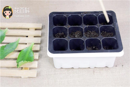 准备基质 准备基质