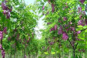 香花槐怎么种？香花槐的栽培要点