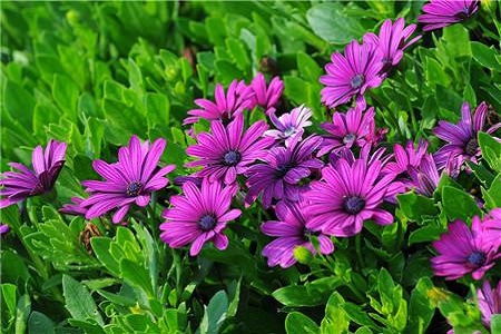 美丽的蓝目菊 美丽的蓝目菊