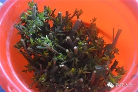 选择健壮饱满的枝条 选择健壮饱满的枝条