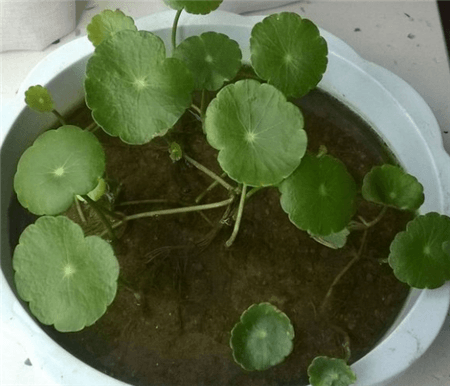 铜钱草上盆 铜钱草上盆