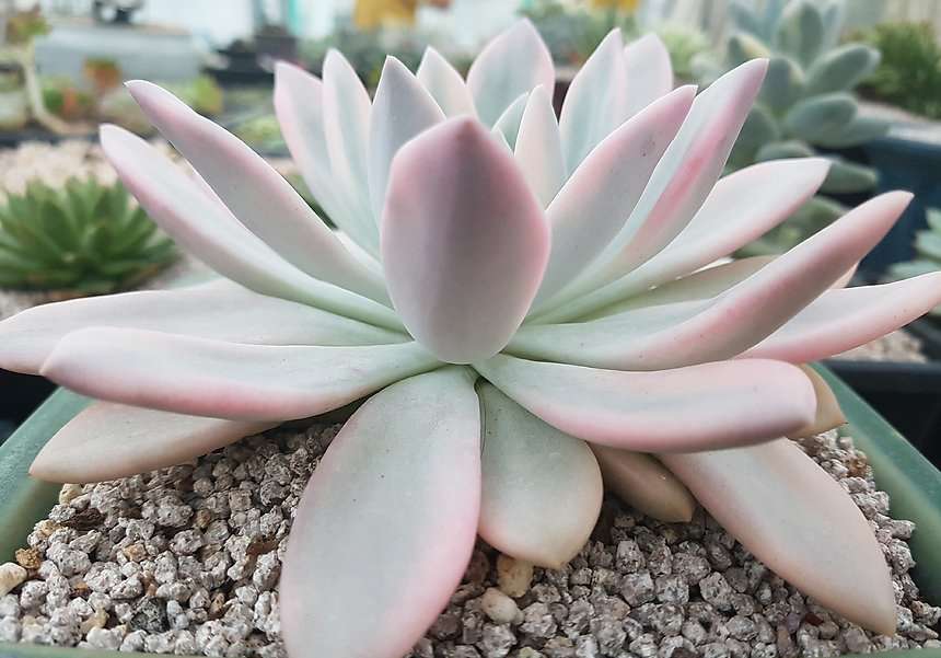 多肉植物奥普琳娜锦 多肉植物奥普琳娜锦