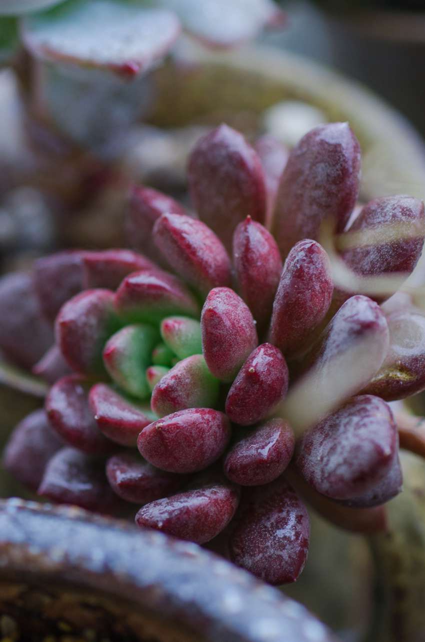 多肉植物手机壁纸图片
