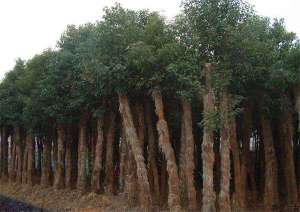 夏植香樟如何提高成活率