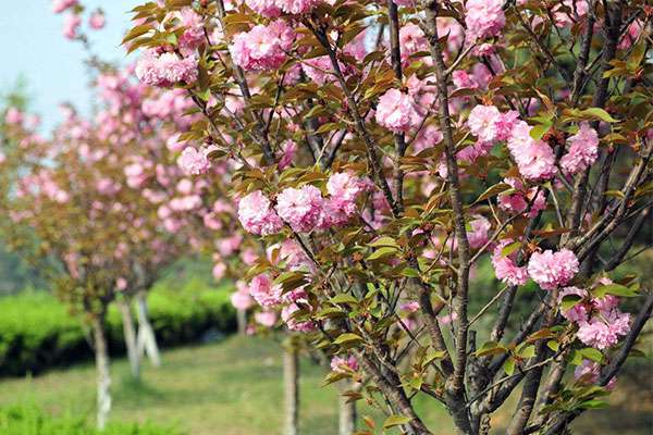 樱花苗木6.jpg