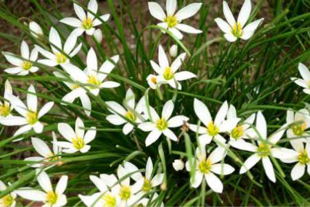 兰草花 兰草花