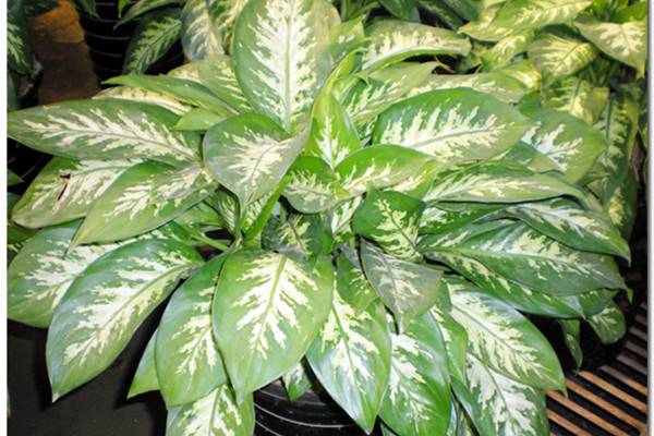 花叶万年青的养护技巧 花叶万年青的养护技巧