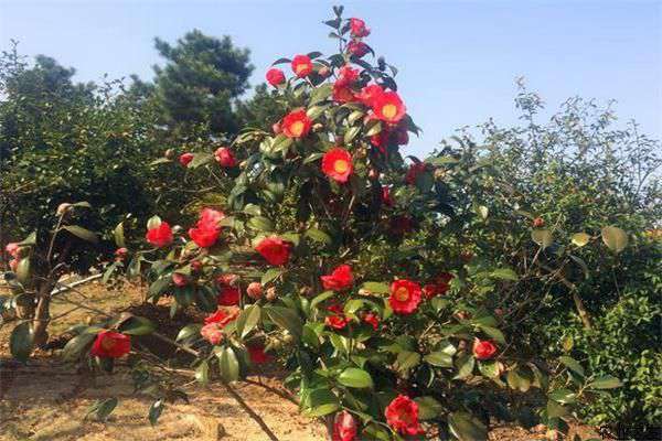 茶花重瓣类品种