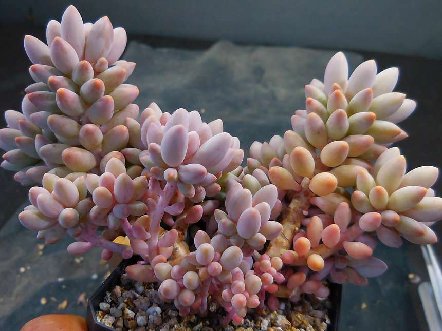 多肉植物婴儿手指老桩 多肉植物婴儿手指老桩