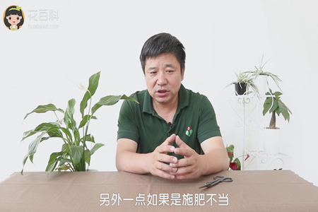 白掌 白掌