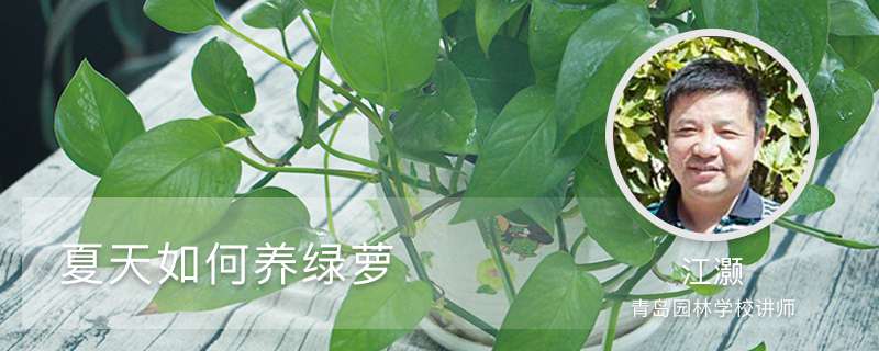 夏天如何养绿萝 夏天如何养绿萝