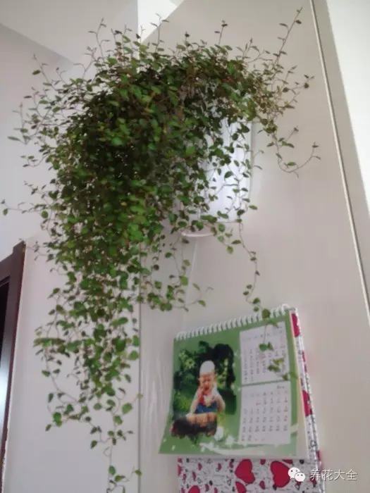 5款能爬满墙的花,种客厅,邻居们都赞不绝口!