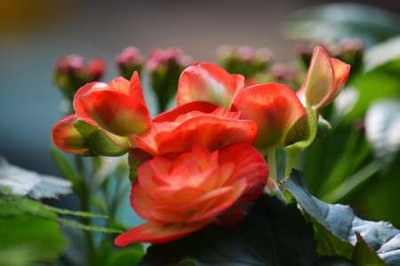 丽格海棠花 丽格海棠花
