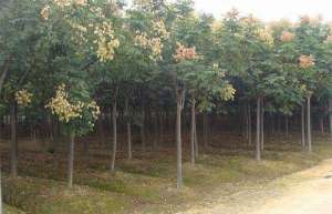 湖南益阳：乡土树种价格涨势好 栾树价格上浮30%