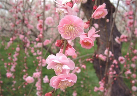 梅花的水肥控制 梅花的水肥控制