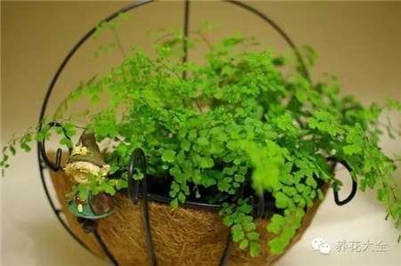 换盆的时机 换盆的时机