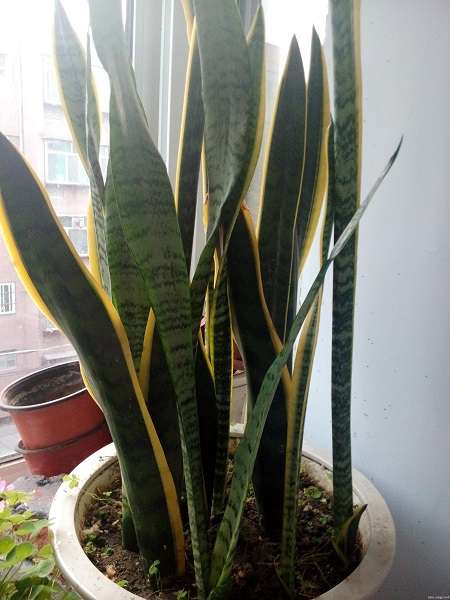 金边虎皮兰 金边虎皮兰