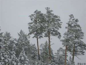 雪松防碱移栽技术