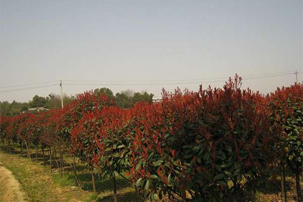 花木基地2.jpg
