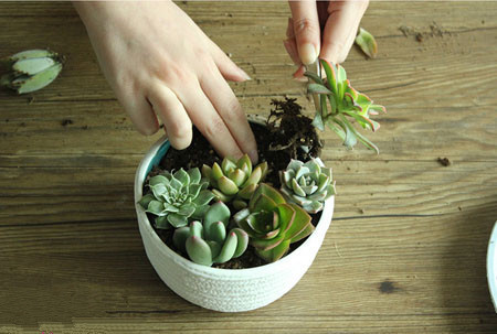 多肉植物拼盘盆景制作 多肉植物拼盘盆景制作