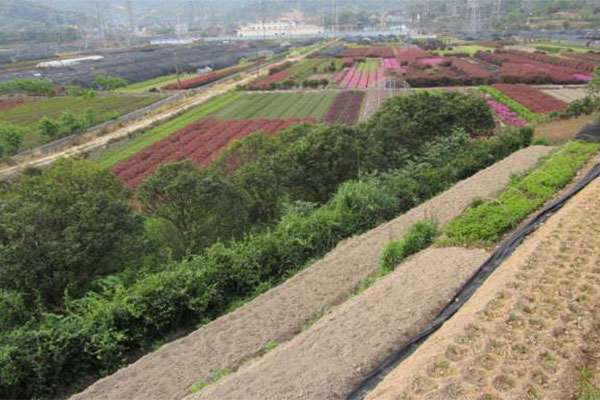 花木基地.jpg