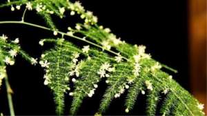 文竹的繁殖方法