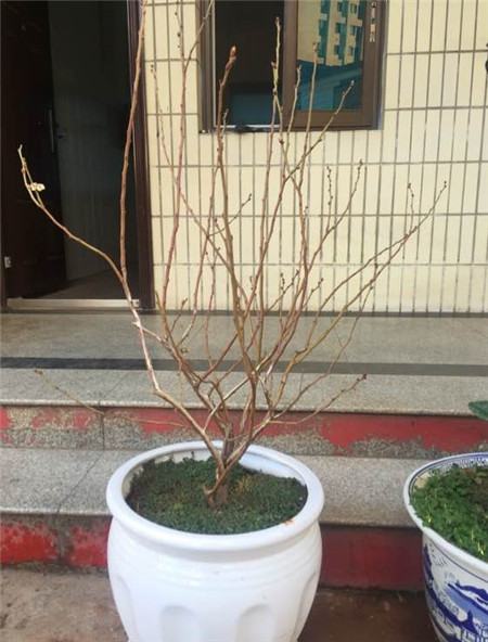 蓝莓的夏季修剪 蓝莓的夏季修剪