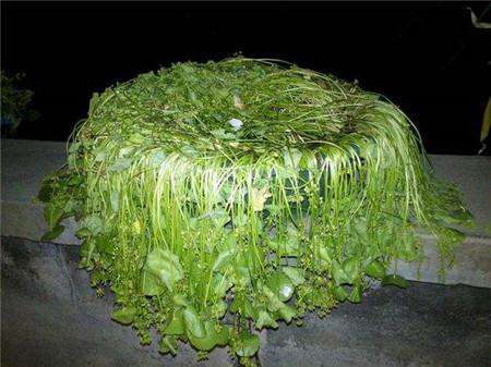干死的铜钱草 干死的铜钱草