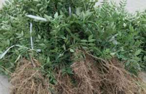 秋季花椒苗的市场销售价格