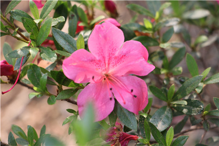 杜鹃花 杜鹃花