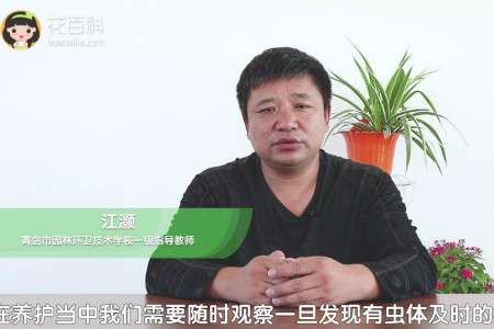 玉兰 玉兰