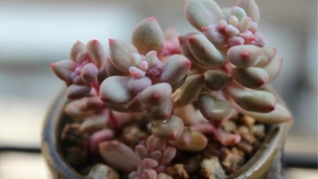 多肉植物花乃井怎么养 多肉植物花乃井怎么养