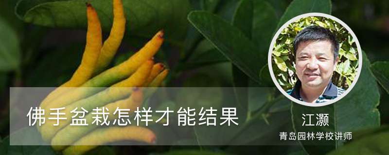 佛手盆栽怎样才能结果 佛手盆栽怎样才能结果