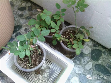 生根 生根