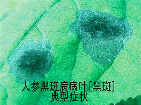 人参黑斑病用什么药防治?