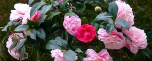 茶花施肥用什么肥料，茶花怎么施肥长得快