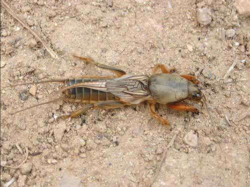 胡萝卜地下害虫生物防治技巧