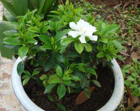 栀子花 栀子花