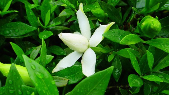 栀子花除甲醛吗 栀子花除甲醛吗