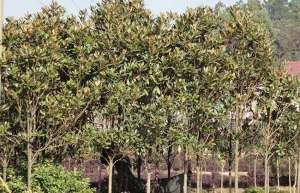 广玉兰栽培种植注意哪些问题？广玉兰繁殖育苗方法