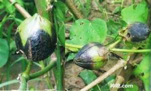 棉花烂铃怎么办？