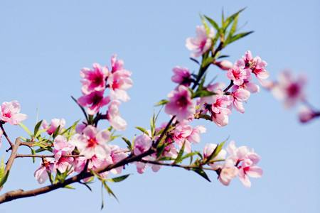 桃花 桃花