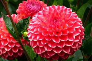 大丽花冬季怎么养护