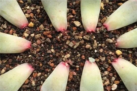 养护多肉叶片 养护多肉叶片