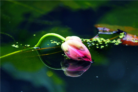 莲花 莲花